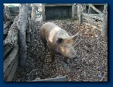 Farm resident