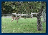 Local fauna