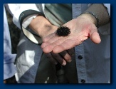 Wooly Bear caterpiller