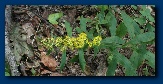 Goldenrod