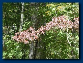 Dogwood