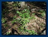 Sassafras