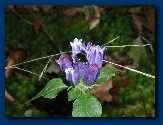 Purple Gentian and bee butt