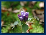 Purple Gentian