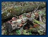 Turkeytails