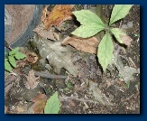 See the toad?