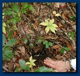 Indian Cucumber root