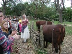 Now now, red cow