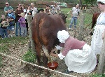 Milking the cow