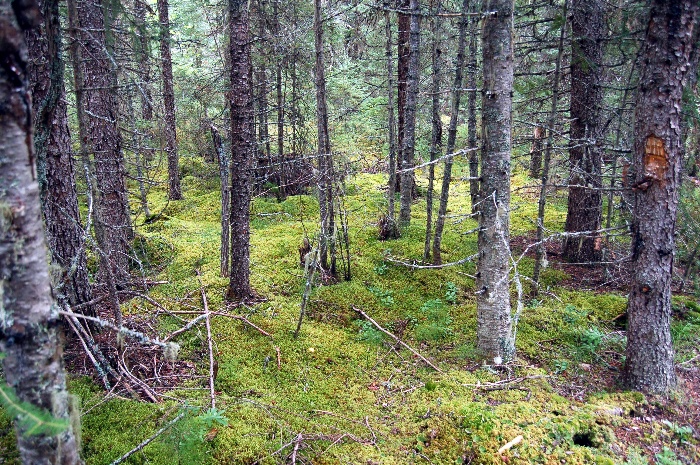 700x465 pixels (254K)